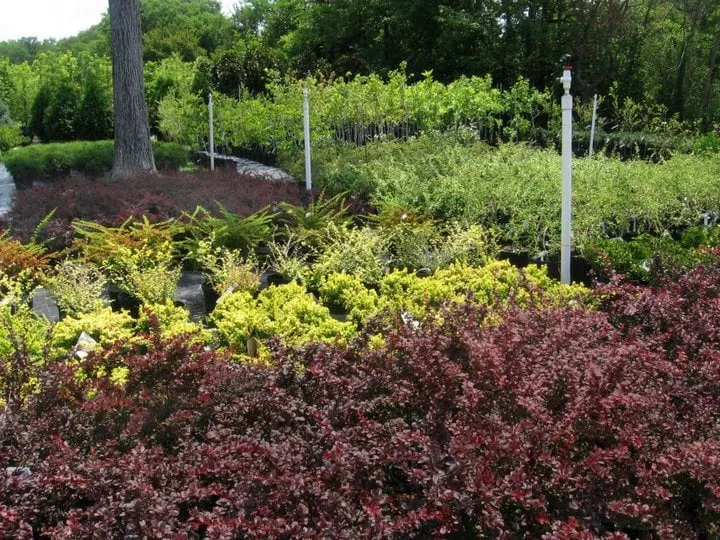 Expert yard cleanup service in Murfreesboro, TN - Southbranch Nursery