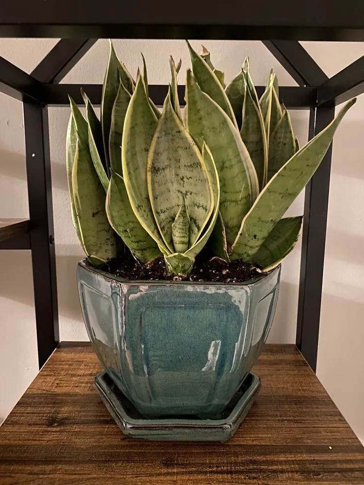 Expert yard maintenance with custom design in Murfreesboro, TN by Southbranch Nursery