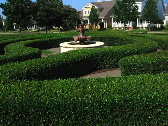 Custom residential landscaping in Murfreesboro, TN - Southbranch Nursery