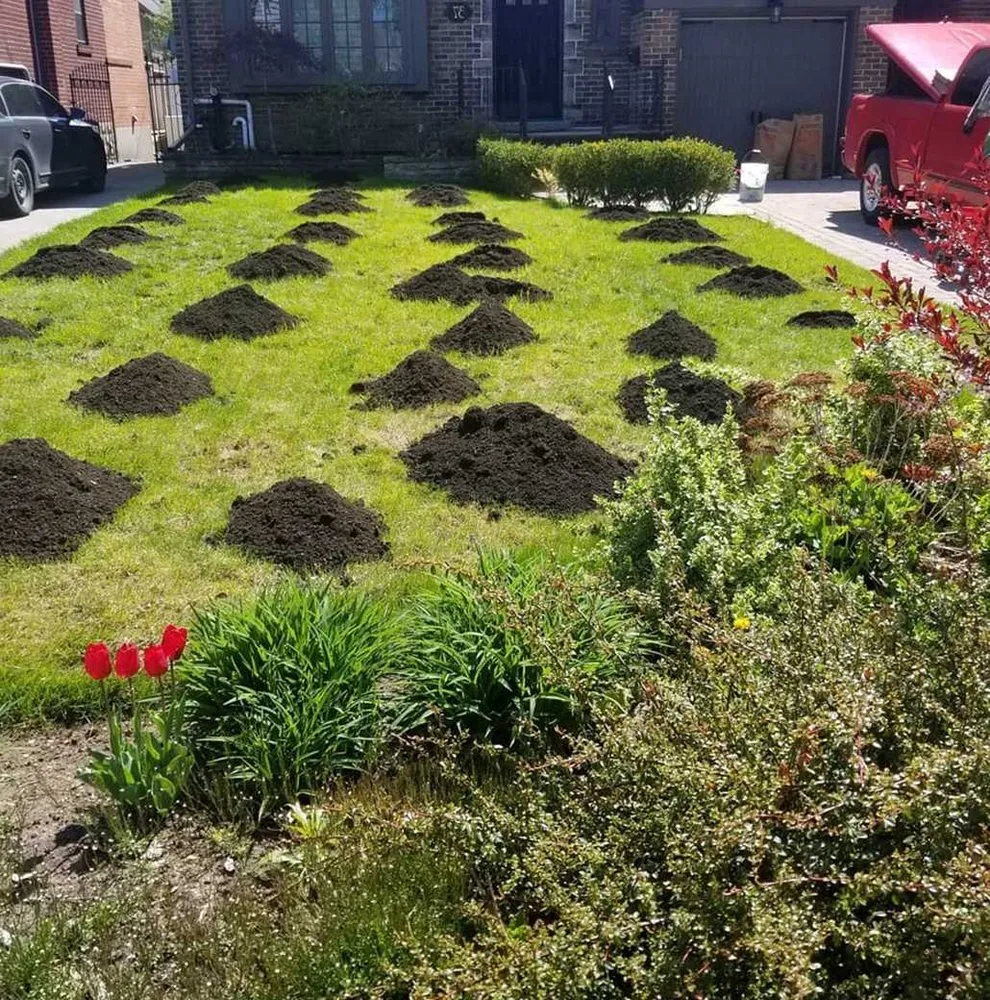 Local yard cleanup service with custom design in San Diego, CA by Southcrest Lawn Services