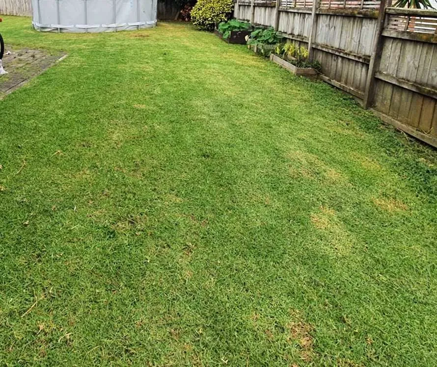 Affordable lawn care service in San Diego, CA by Southcrest Lawn Services