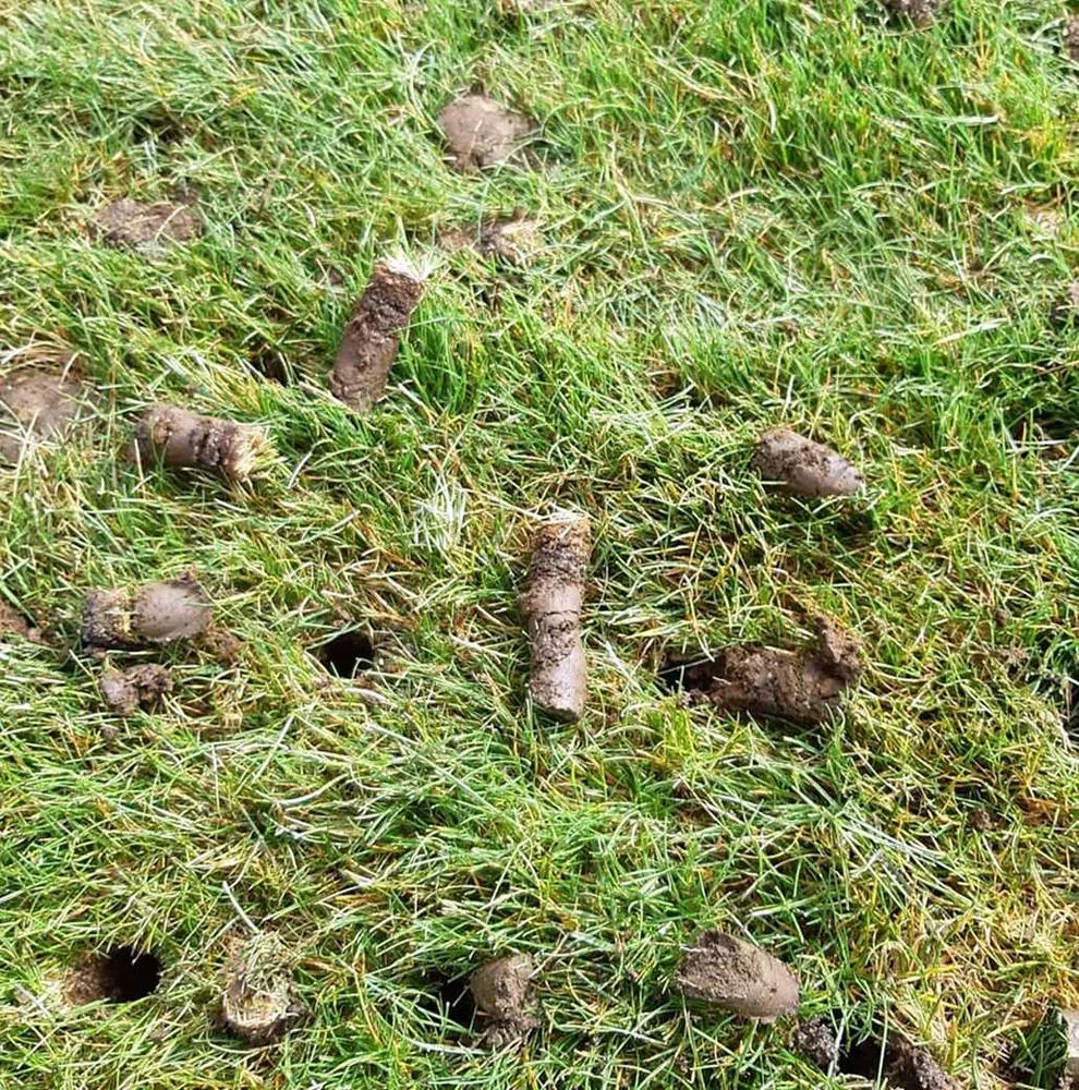 Expert lawn care service in San Diego, CA by Southcrest Lawn Services