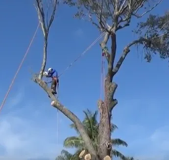 Affordable landscaping services with custom design in Loxahatchee, FL by Southeast Arborist LLC