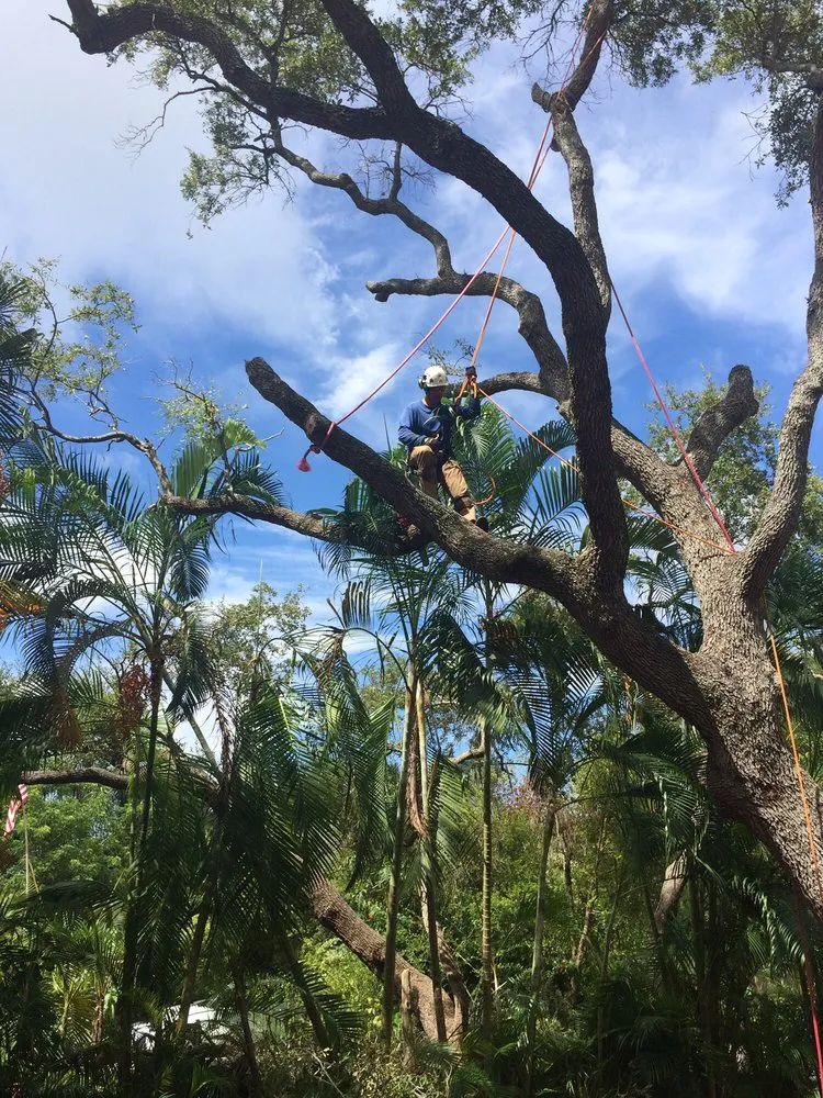 Expert lawn mowing service in Loxahatchee, FL - Southeast Arborist LLC