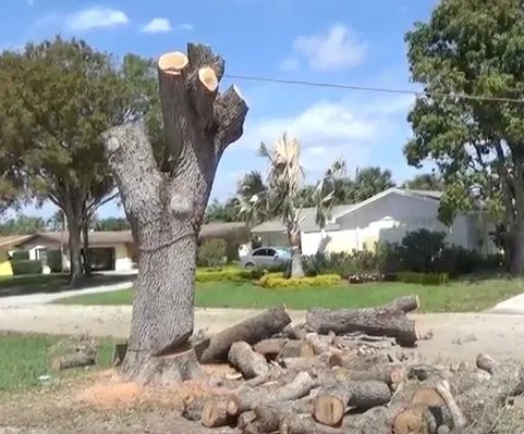 Reliable lawn care service in Loxahatchee, FL - Southeast Arborist LLC