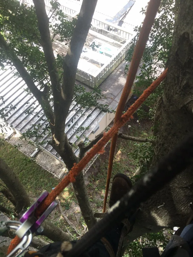 Trusted landscaping services for year-round maintenance across Loxahatchee, FL - Southeast Arborist LLC