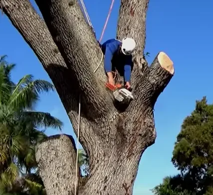 Affordable lawn mowing service in Loxahatchee, FL by Southeast Arborist LLC