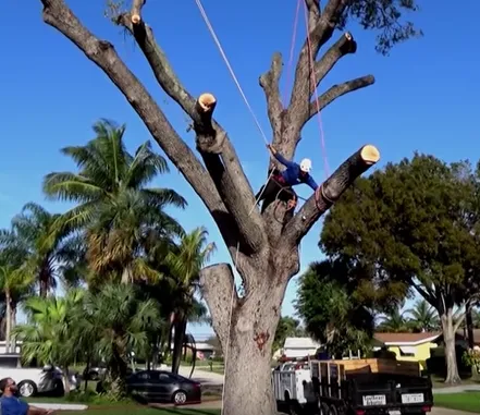 Custom outdoor landscaping in Loxahatchee, FL by Southeast Arborist LLC