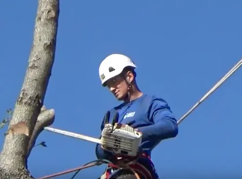 Southeast Arborist LLC Logo