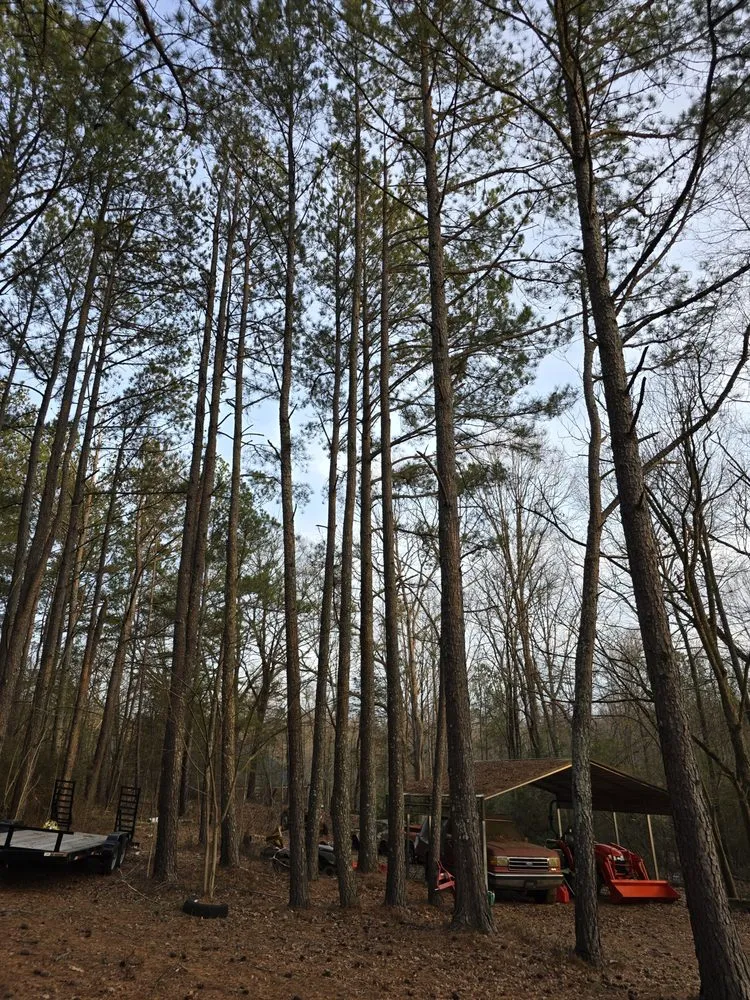 Custom yard cleanup service for year-round maintenance in Royston, GA by Southeast Land Management