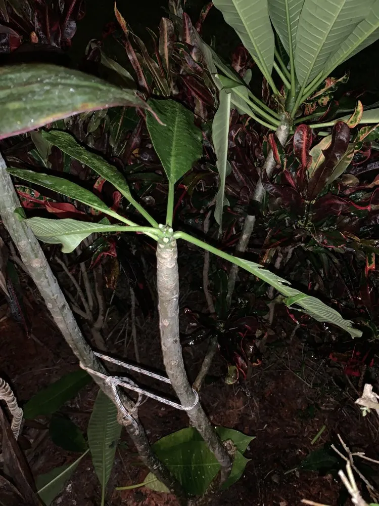 Trusted lawn care service experts serving Fort Lauderdale, FL - Southeast Landscape Management