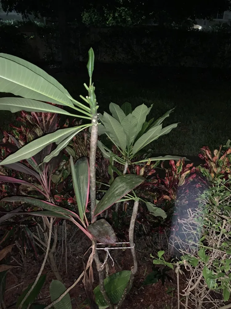 Top-rated yard cleanup service in Fort Lauderdale, FL - Southeast Landscape Management