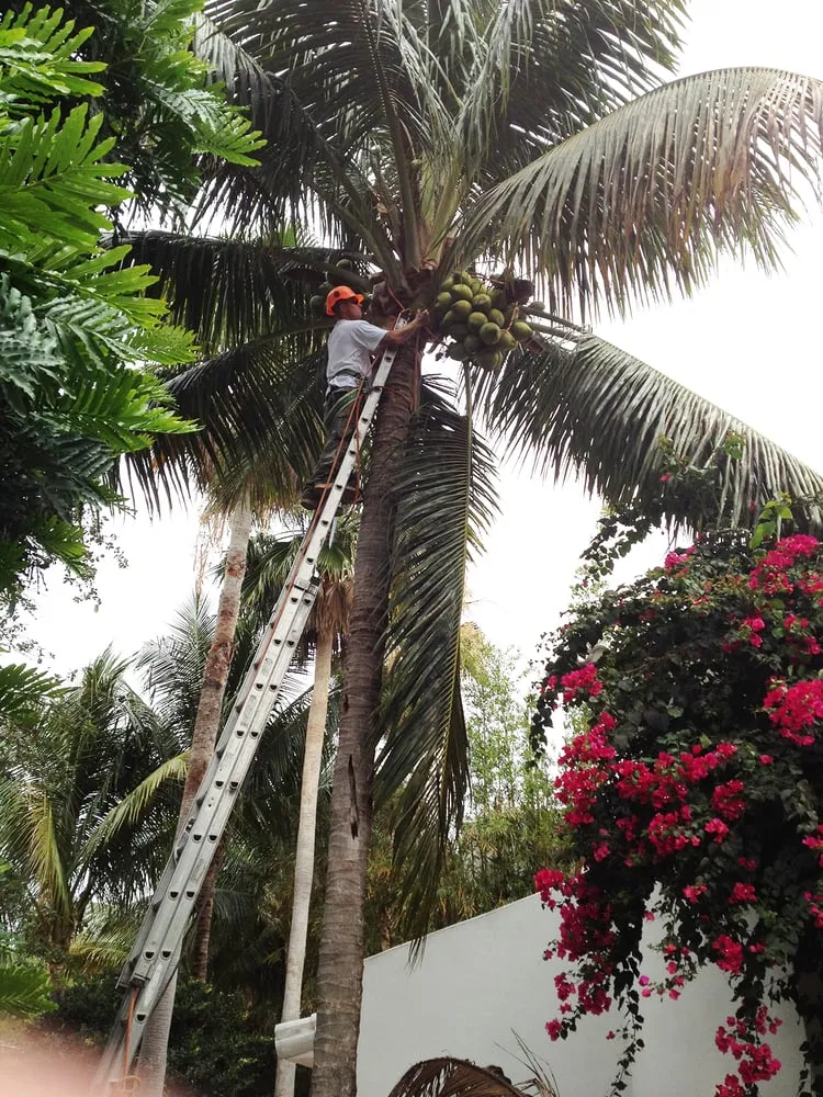 Custom garden landscaping in Fort Lauderdale, FL - Southeast Landscape Management