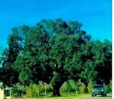 Local yard cleanup service in Savannah, GA - Southeastern Tree Service