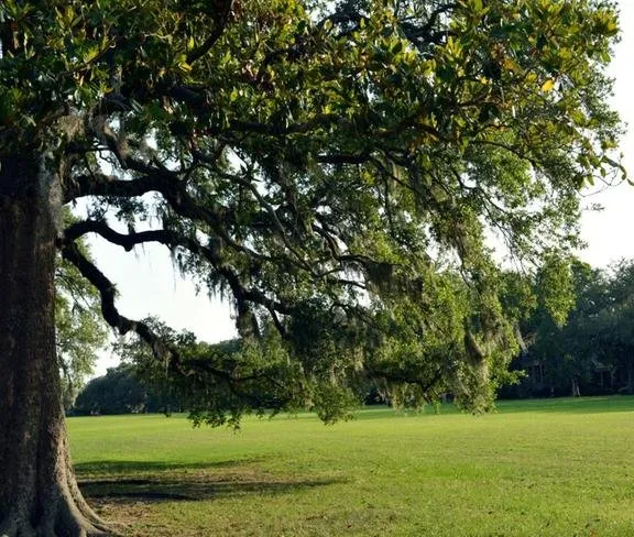 Professional landscaping services experts serving Savannah, GA - Southeastern Tree Service