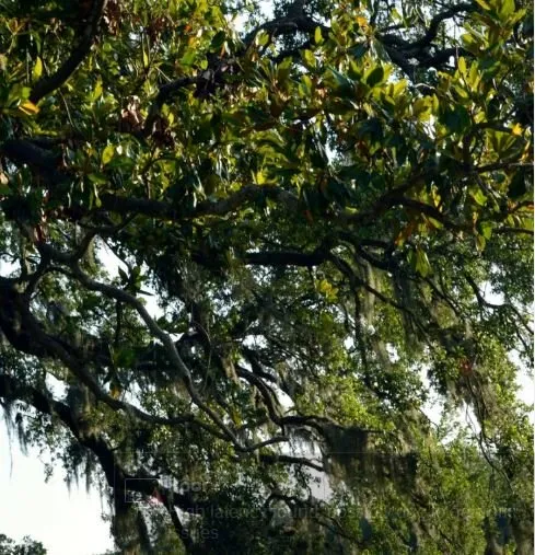 Trusted outdoor landscaping with custom design in Savannah, GA by Southeastern Tree Service