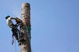 Trusted residential landscaping experts serving Savannah, GA - Southeastern Tree Service