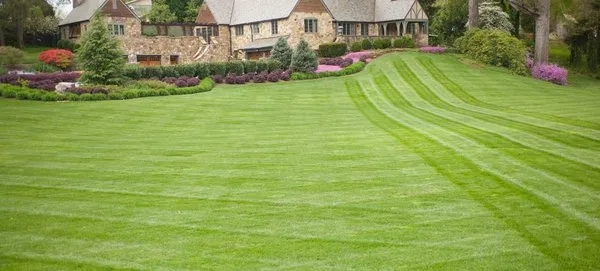 Southeastern Turf Grass