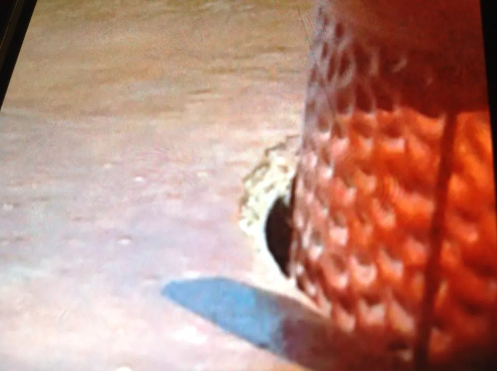 Trusted yard cleanup service in Round Rock, TX by Southern Accents Landscape & Design