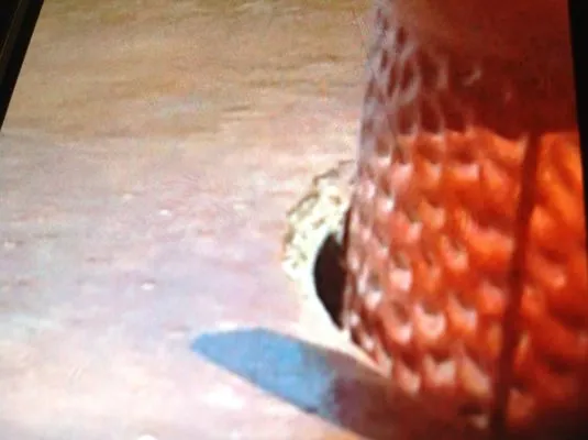 Southern Accents Landscape & Design Logo