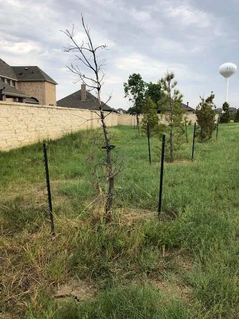 Reliable outdoor landscaping experts serving Dallas, TX - Southern Botanical Landscaping