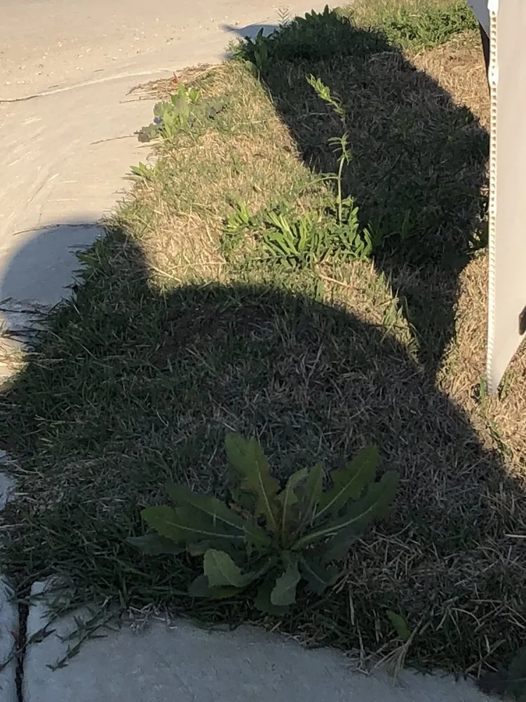 Reliable lawn mowing service for outdoor upgrades across Dallas, TX - Southern Botanical Landscaping