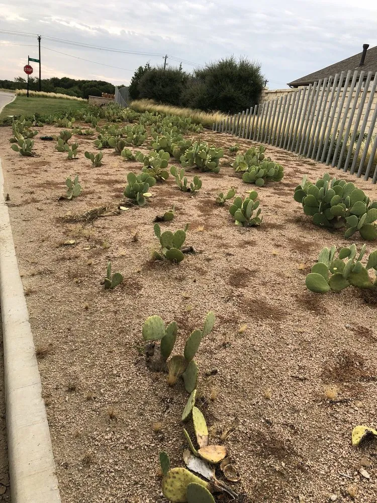 Local residential landscaping in Dallas, TX by Southern Botanical Landscaping