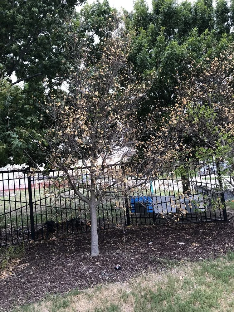 Custom outdoor landscaping for year-round maintenance across Dallas, TX - Southern Botanical Landscaping