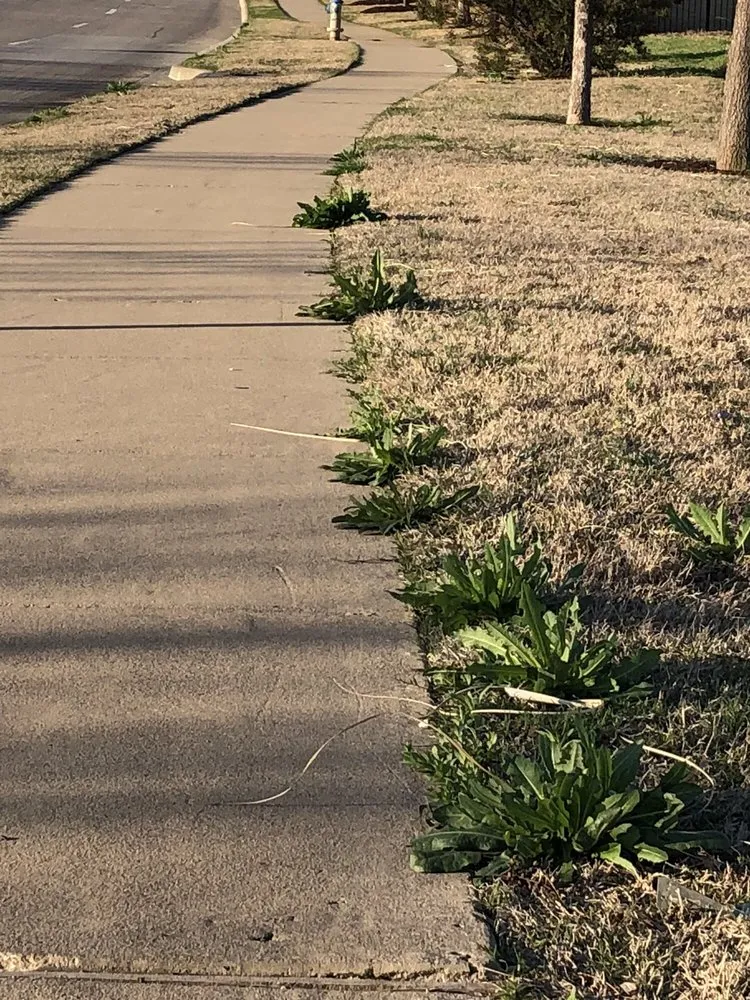 Trusted yard maintenance in Dallas, TX - Southern Botanical Landscaping