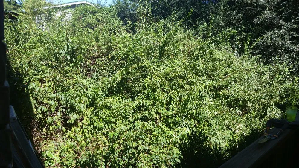 Expert lawn mowing service for outdoor upgrades across North Little Rock, AR - Southern Boys Lawncare