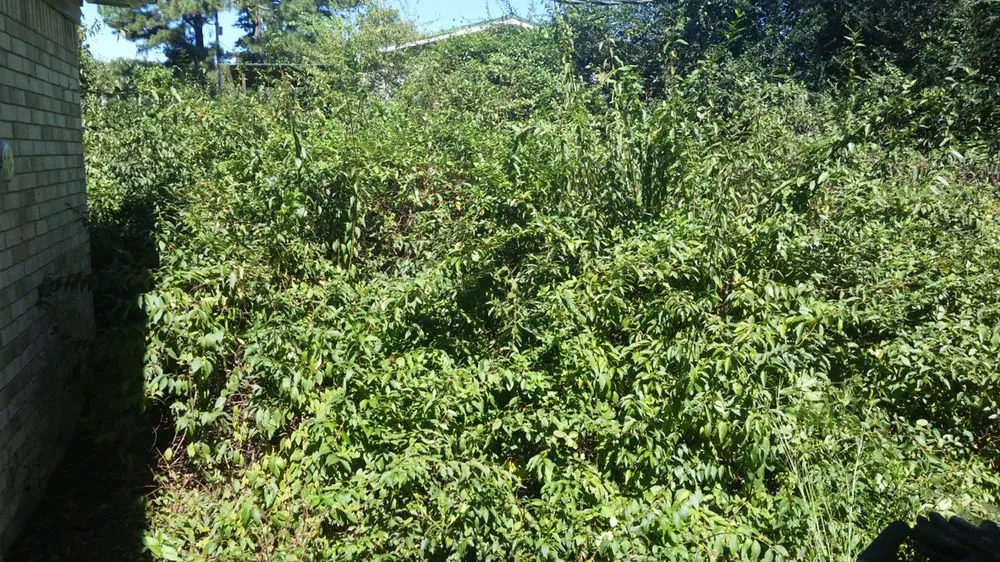 Reliable yard maintenance in North Little Rock, AR - Southern Boys Lawncare