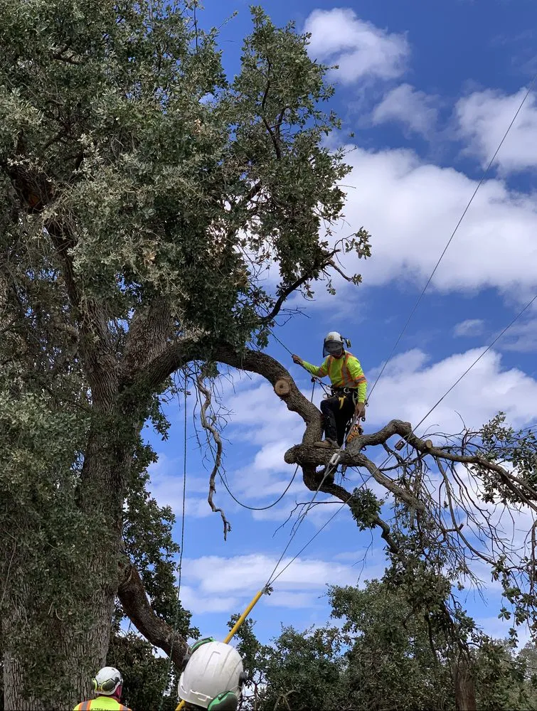 Expert yard maintenance in Stockton, CA - Southern California Arborist