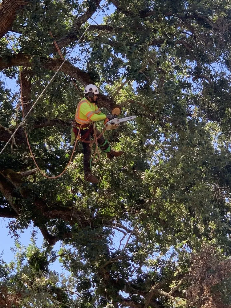 Reliable landscape design for outdoor upgrades in Stockton, CA by Southern California Arborist