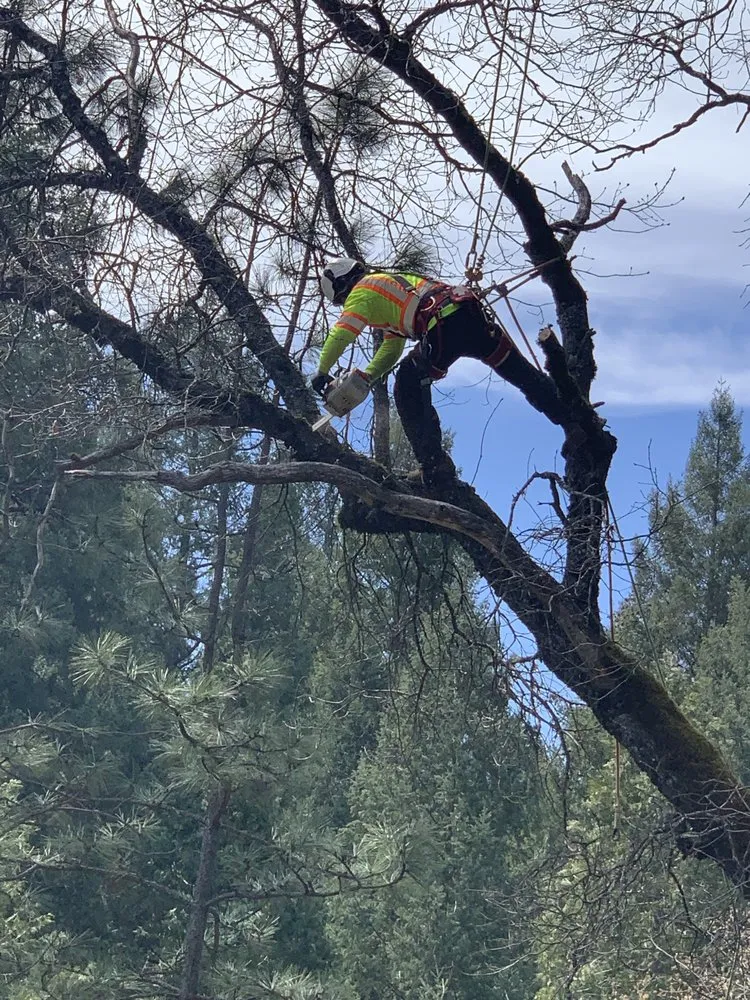 Custom yard cleanup service in Stockton, CA - Southern California Arborist
