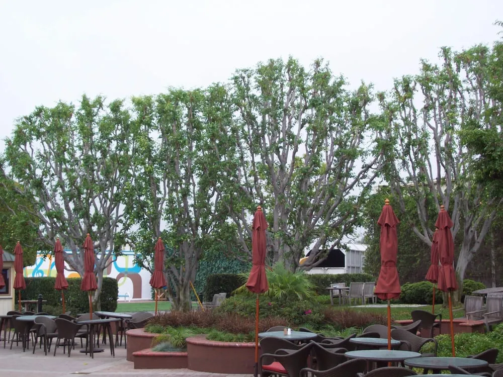 Custom landscape installation experts serving Torrance, CA - Southern California Tree & Landscape