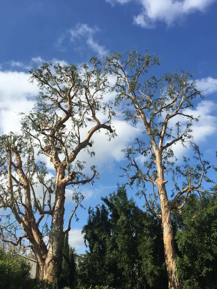 Reliable garden landscaping in Torrance, CA by Southern California Tree & Landscape