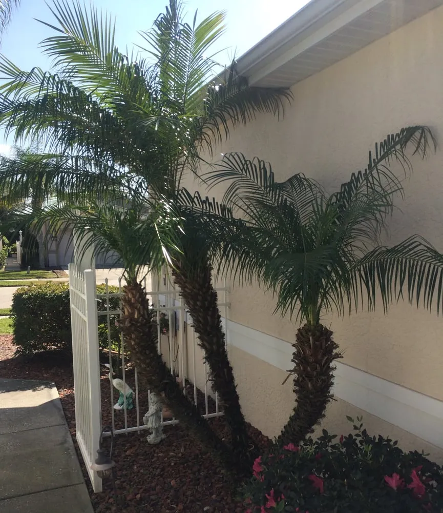 Professional yard cleanup service near you in Tarpon Springs, FL by Southern Care Lawn and Pest