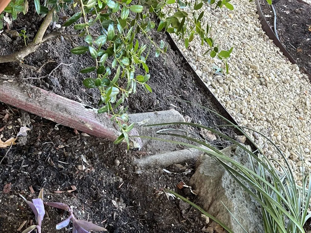 Top-rated yard maintenance experts serving Garland, TX - Southern Clean