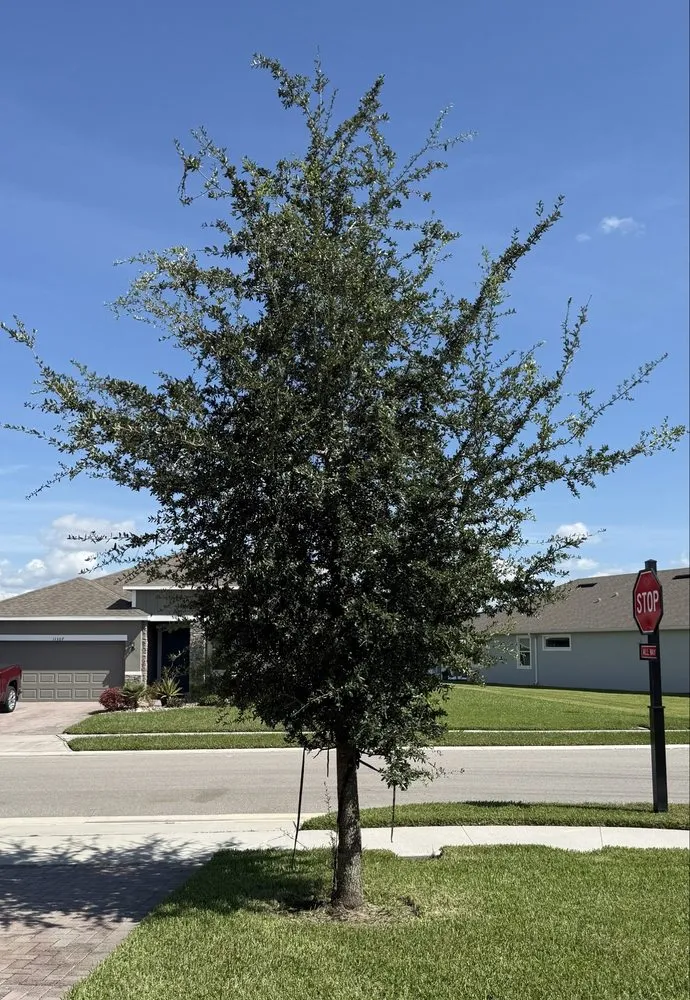 Custom yard cleanup service in Bradenton, FL - Southern Comfort Tree Service