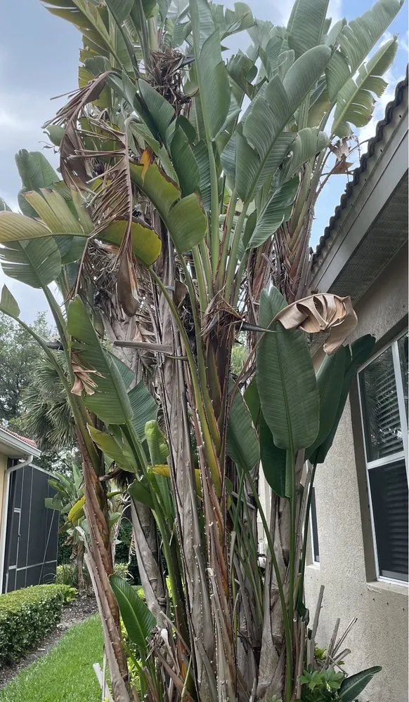 Top-rated lawn mowing service experts serving Bradenton, FL - Southern Comfort Tree Service