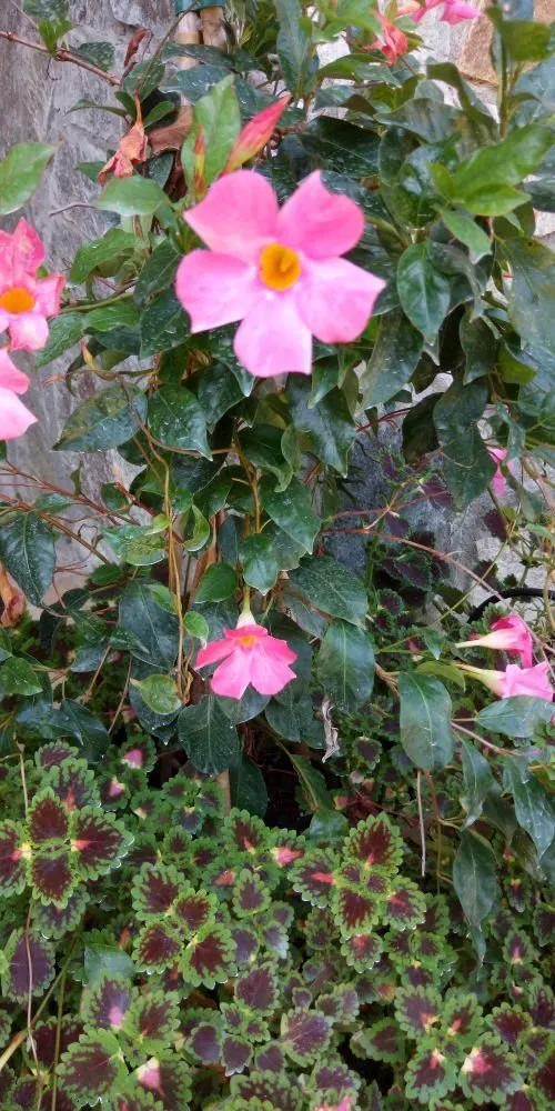 Reliable lawn mowing service in Maiden, NC by Southern Creations Landscaping