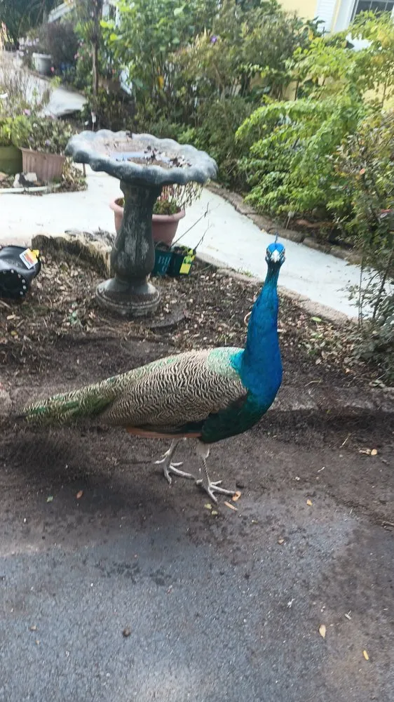 Professional yard maintenance for beautiful yards in Ocklawaha, FL by Southern Cuts