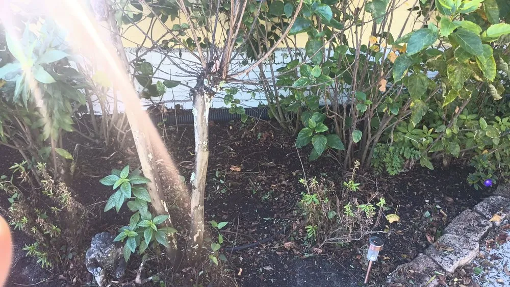 Professional outdoor landscaping for beautiful yards across Ocklawaha, FL - Southern Cuts