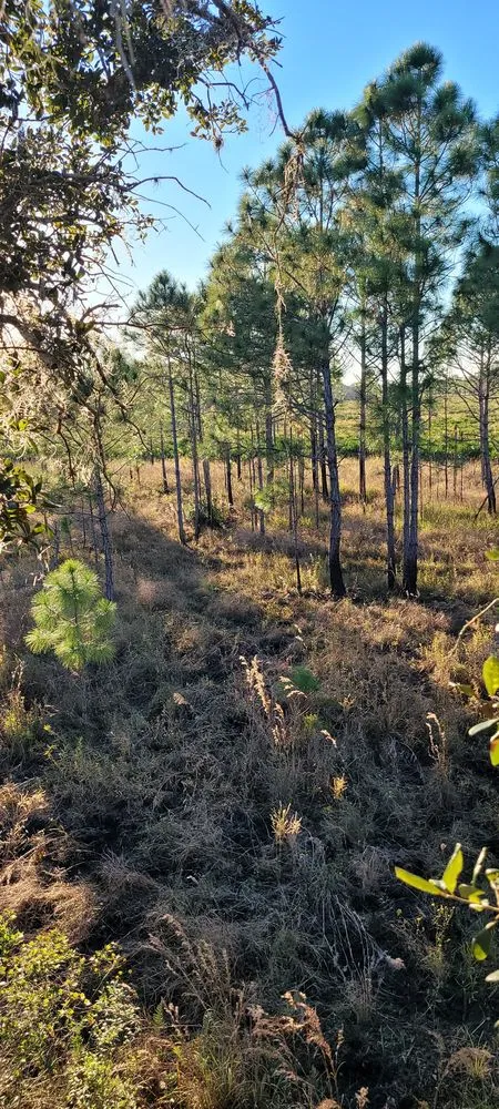 Professional landscaping services in Vero Beach, FL - Southern Cuts of Florida