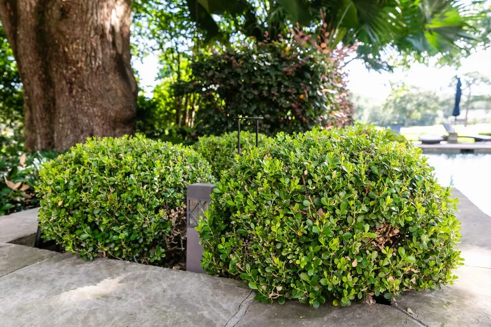 Affordable landscaping services in Metairie, LA by Southern Cutters