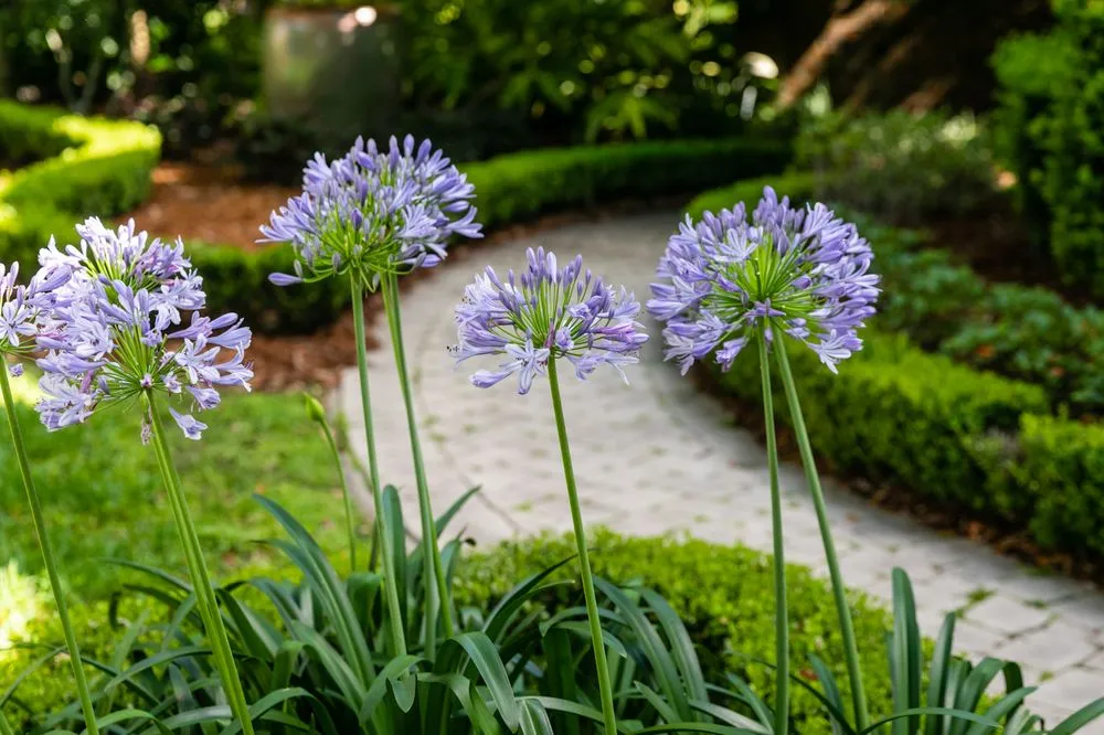 Top-rated outdoor landscaping near you in Metairie, LA by Southern Cutters