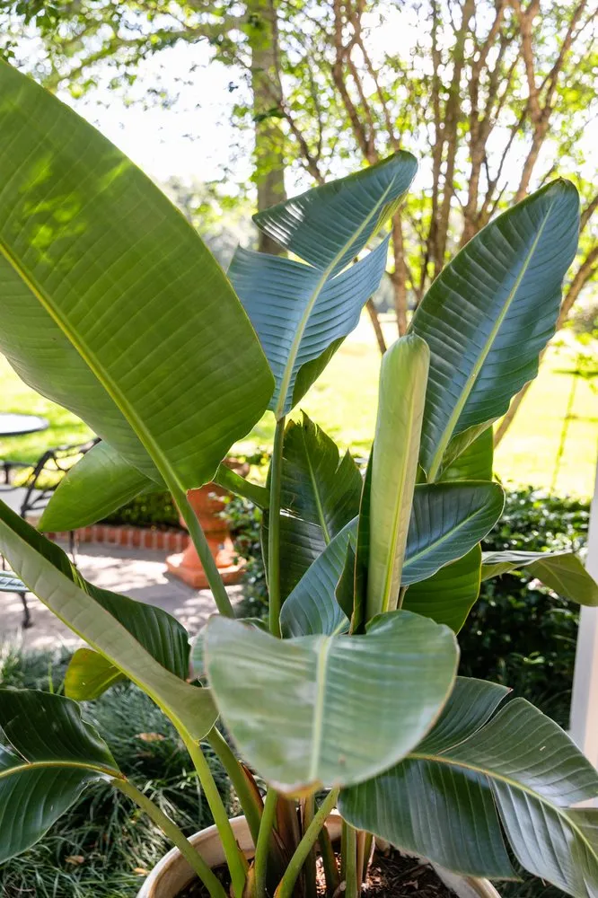 Reliable yard maintenance in Metairie, LA - Southern Cutters