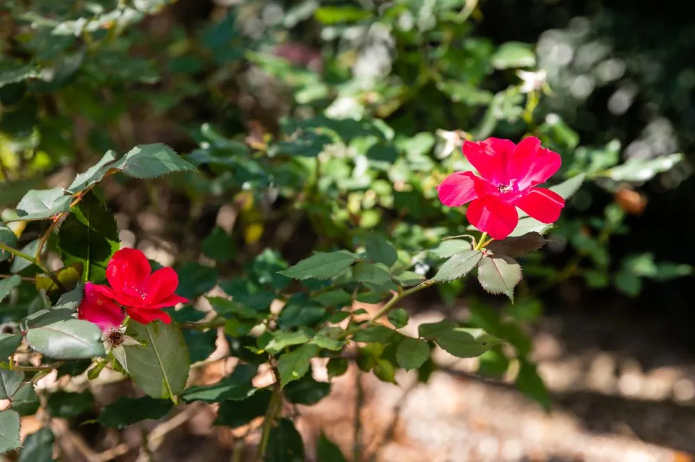 Expert garden landscaping in Metairie, LA - Southern Cutters