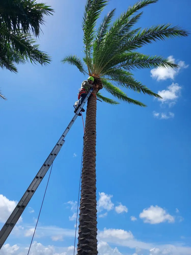Trusted yard cleanup service experts serving Bradenton, FL - Southern Florida Tree Service