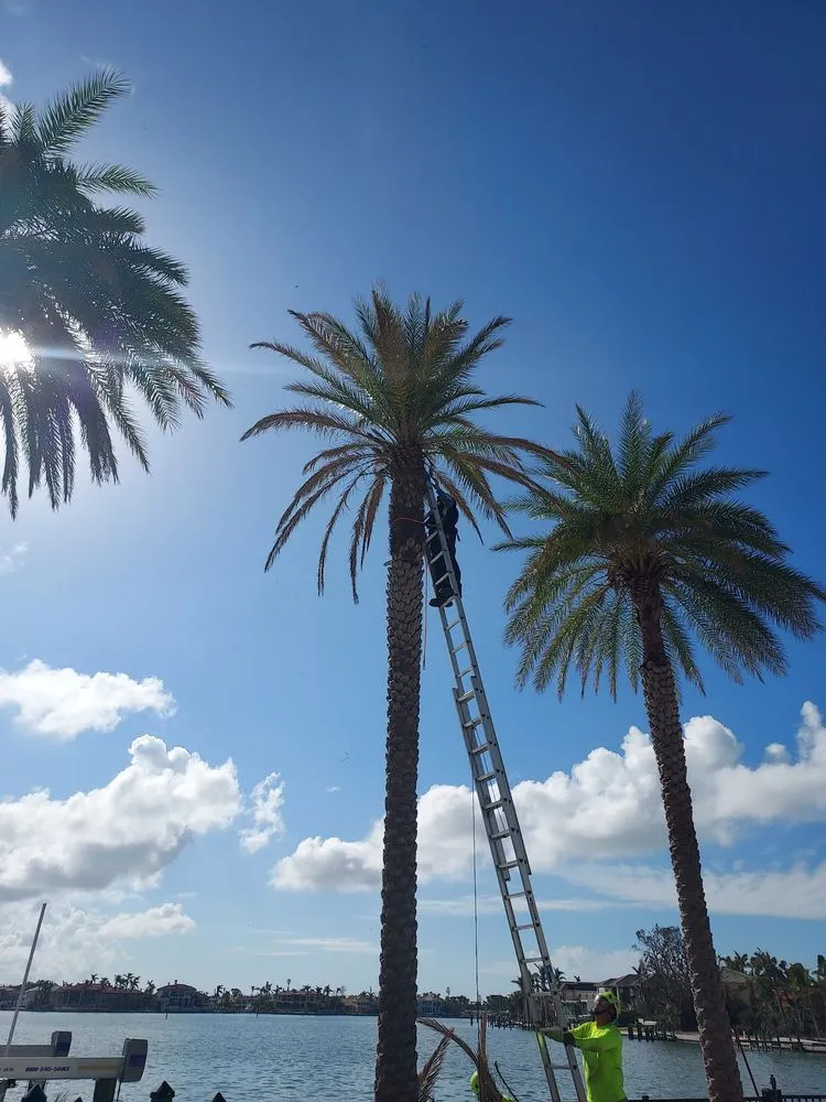 Expert landscape installation experts serving Bradenton, FL - Southern Florida Tree Service